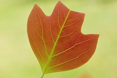 Liriodendron x Chapel Hill - liliovník čínský x tulipánokvětý - list -líc 2